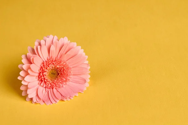 Bella gerbera rosa delicato . — Foto Stock