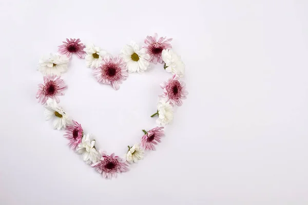 Нежные розовые и белые хризантемы . — стоковое фото