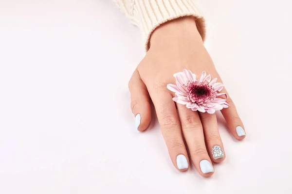 Ręka z manicure i różowy chrysanthemum. — Zdjęcie stockowe