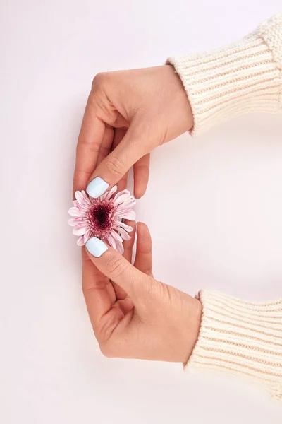 Blauwe manicure en roze chrysant. — Stockfoto