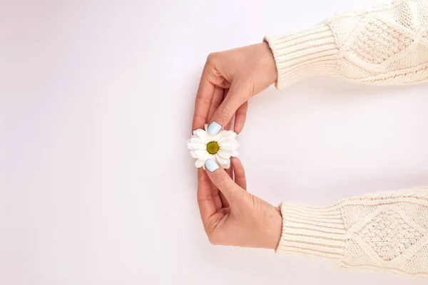 Light manicure with chrysanthemum in hands. — Stock Photo, Image