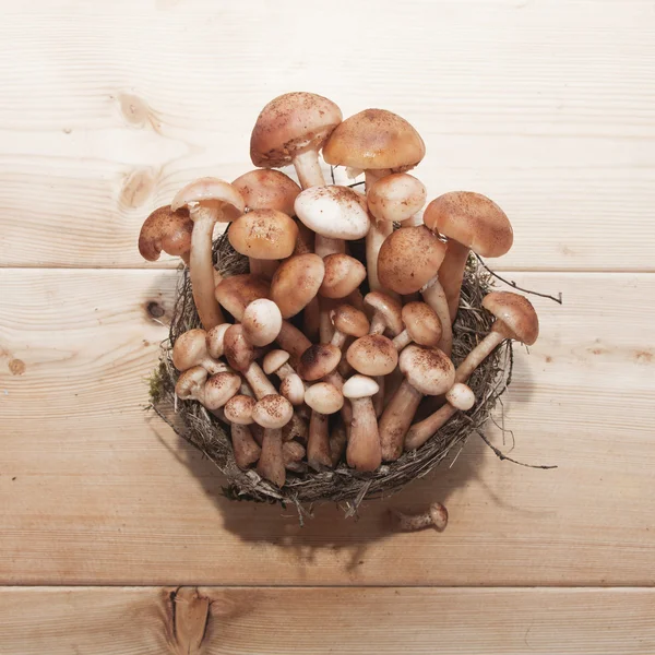 Honey agaric mushrooms in the nest (basket) on wooden background — Stock Image Honey agaric mushrooms in the nest (basket) on wooden background Stock Photo