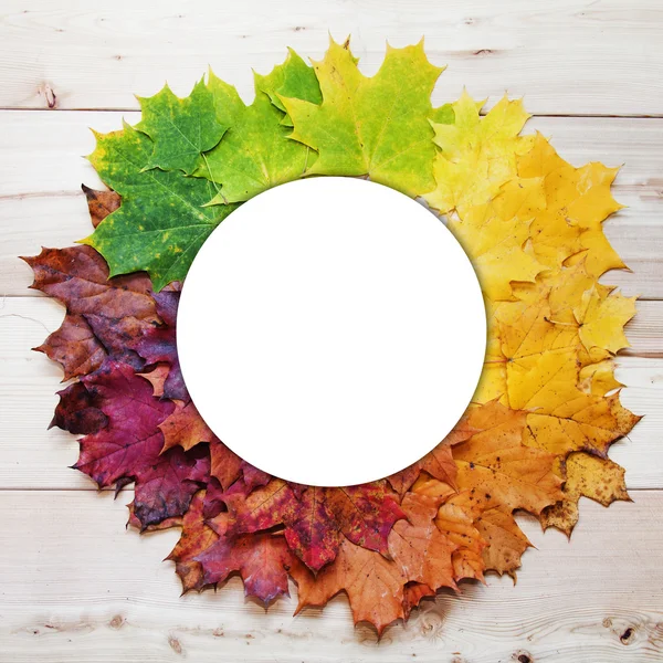 Градиент разноцветных осенних листьев клена. Осенняя круглая рамка — стоковое фото