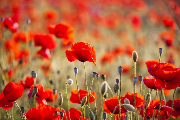 Red poppy field. Floral background — Stock Photo, Image