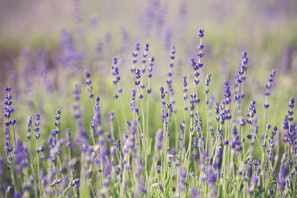 Lavender flowers. Nature background — Stock fotografie