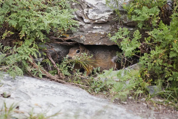 Gopher avec touffe d'herbe dans le vison — Photo