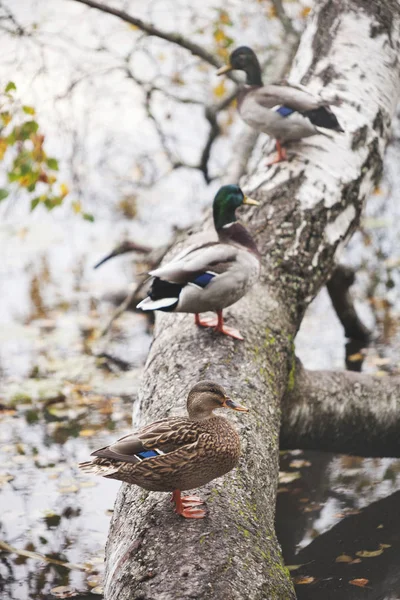 Aves de rapina e patos — Fotografia de Stock