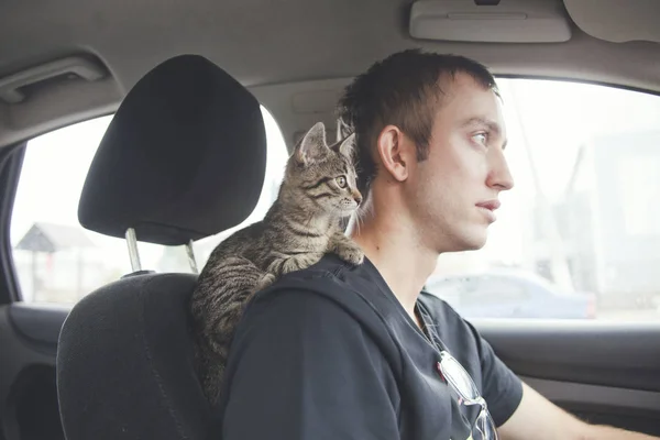 Cat in car. Kitten on driver\'s shoulder