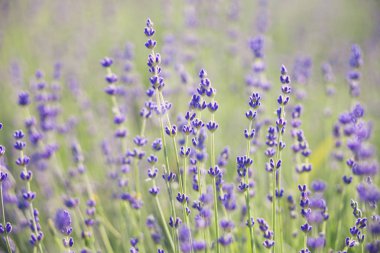 Lavanta Eflatun çiçekler - çiçek arka plan