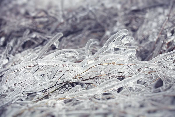 Rami nel ghiaccio dopo la pioggia di gelo — Foto Stock