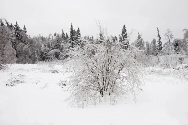 Foresta congelata, Russia, regione di Mosca. Paesaggio invernale . — Foto Stock