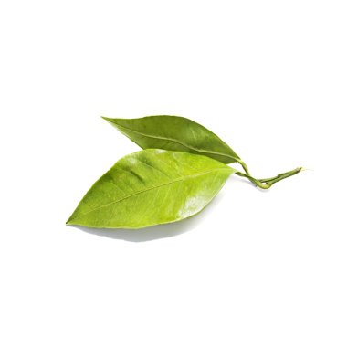 beyaz zemin üzerine mandalina (mandalina) yaprakları