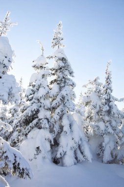 Kar Ladin kaplı. Kış orman. Ural manzara