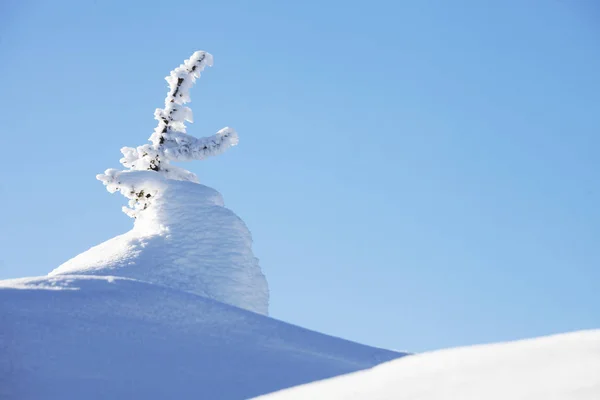 Abeto cubierto de nieve, paisaje invernal —  Fotos de Stock