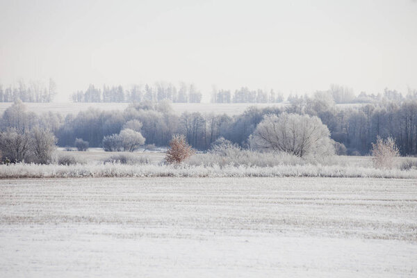 Зимний пейзаж. Замороженные деревья, Россия, Башкортостан
