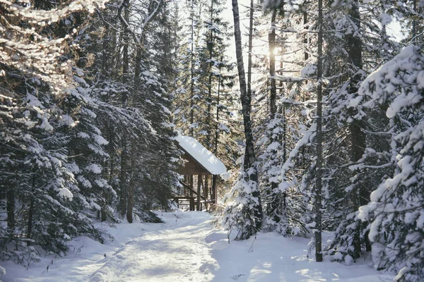 Foresta innevata e soleggiata. Ural, Zyuratkul — Foto Stock