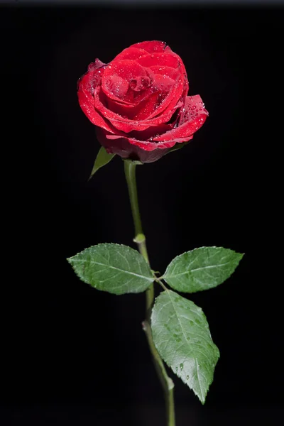 Red rose on black background — Stock Photo, Image