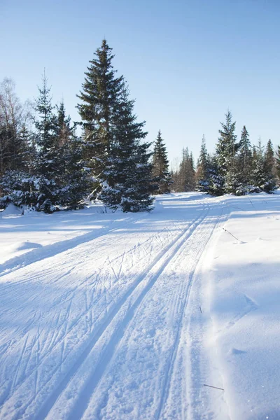 Senderos en el bosque. Paisaje invierno . — Foto de Stock