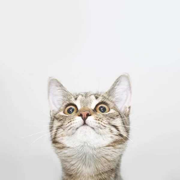 Cara de gato curioso olhando para cima — Fotografia de Stock