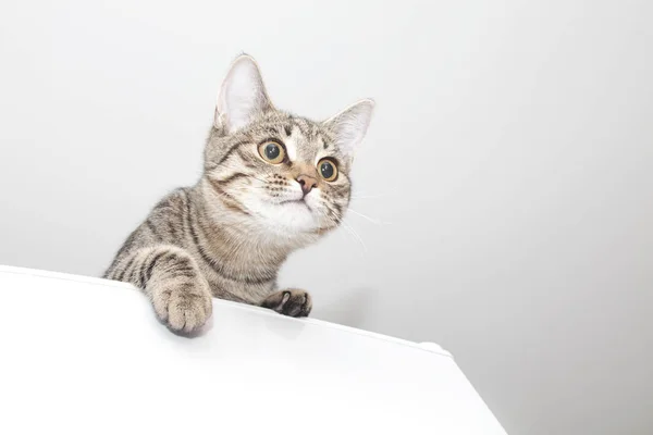 Verspielte Katze schaut auf. — Stockfoto