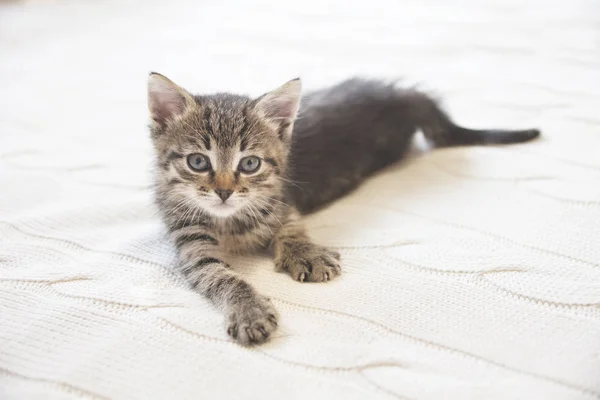Симпатичный котенок на трикотажном фоне — стоковое фото