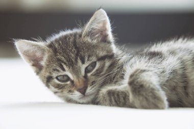 Kameraya bakıyor tatlı çizgili kedicik