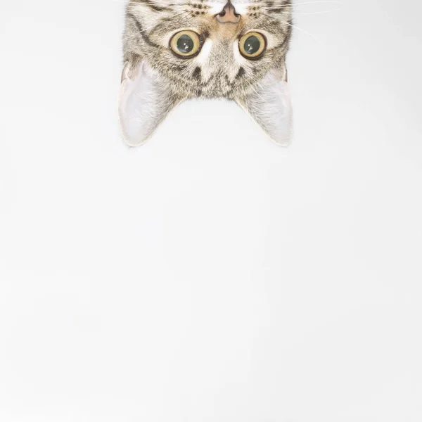 Visage curieux de chat regardant par-dessus le bord — Photo