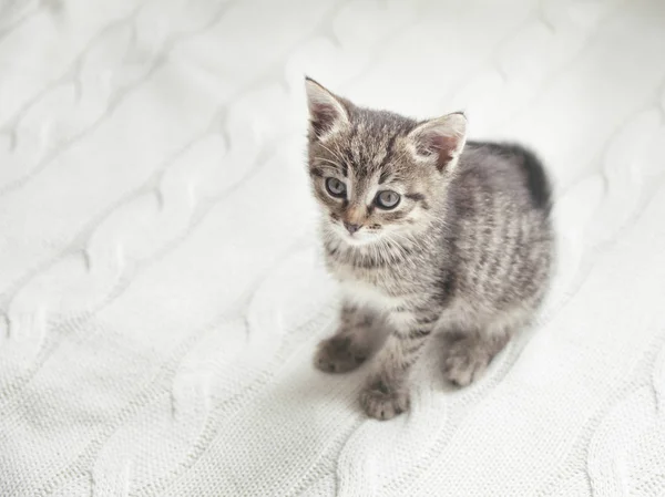 Cute kitten sitting on white knitted background — Stock Photo, Image