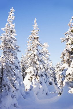 Kış orman. Ladin kar kaplı. 