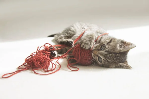 Gatinho brinca com emaranhado de fio — Fotografia de Stock