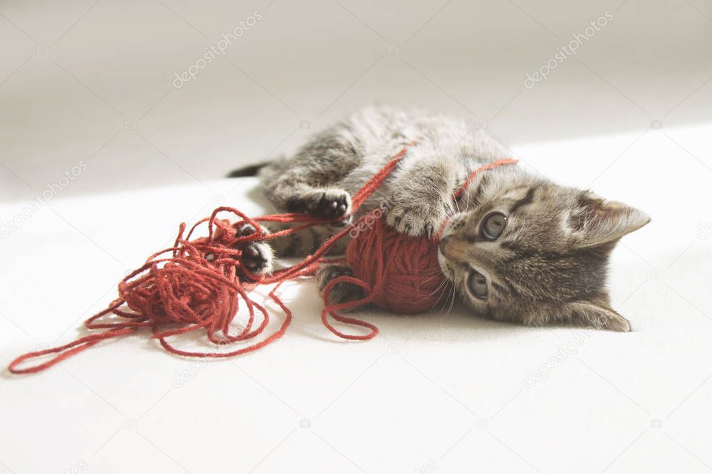 Kitten plays with tangle of thread