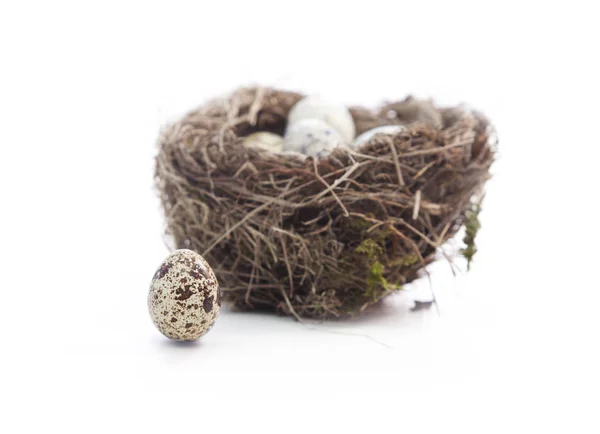 Jajka przepiórcze i niewyraźne gniazdo w tle — Zdjęcie stockowe