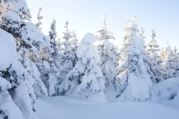 Téli erdő. Hóval borított lucfenyő. — Stock Fotó