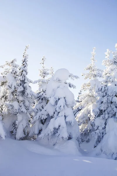 Téli erdő. Hóval borított lucfenyő. — Stock Fotó