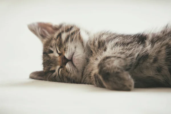 Sleeping cute little tabby kitten — Stock Photo, Image