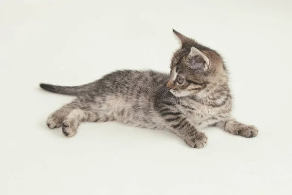 Gatinho listrado bonito deitado — Fotografia de Stock