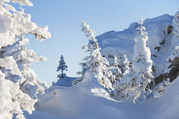 Hóval borított lucfenyő és sziklák. Hegyi Zyuratkul, téli földek — Stock Fotó