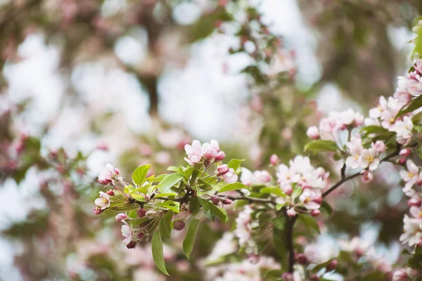 Blühender Apfelbaum Hintergrund — Stockfoto