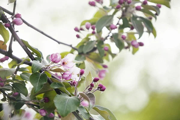 Blooming pink apple tree background. Spring flowers — Stock Photo, Image