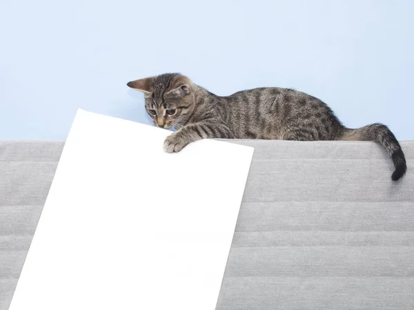 Gatito sosteniendo una sábana blanca — Foto de Stock
