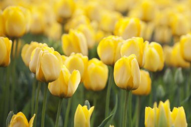 Güzel Sarı laleler. Doğa bahar arka plan