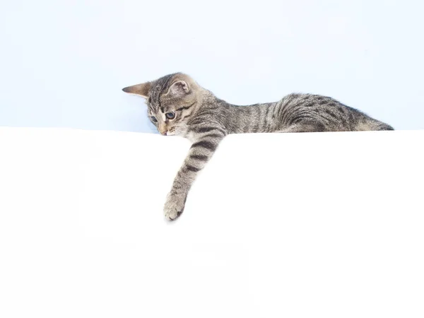 Chaton tenant une feuille blanche — Photo