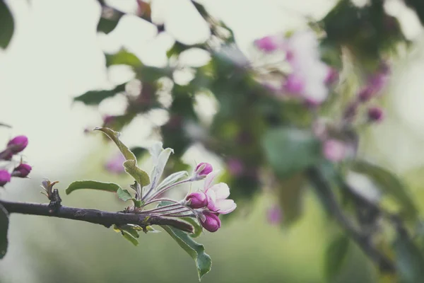 咲くアップル ツリー小枝 — ストック写真