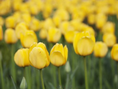 Sarı laleler. Doğa arka plan