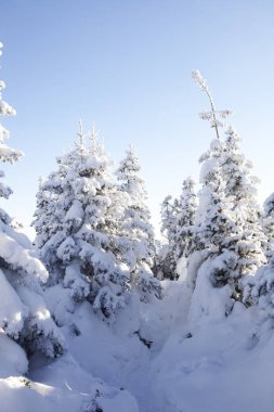 Kış orman. Ladin kar kaplı. 