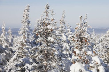 Kış orman. Ladin kar kaplı. 