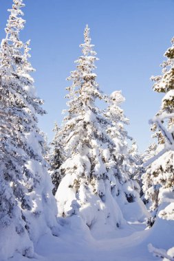 Kış orman. Ladin kar kaplı. 