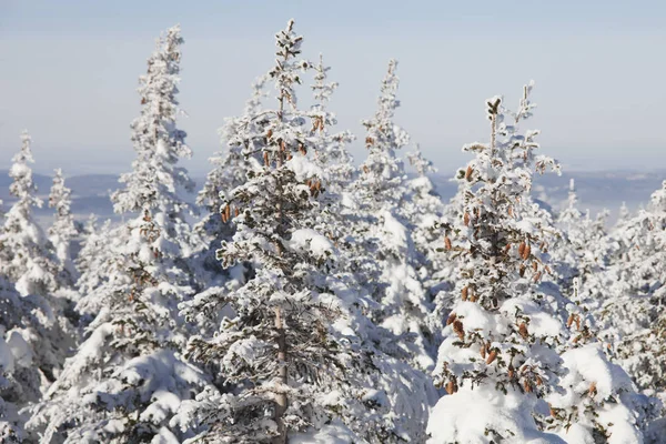Kış orman. Ladin kar kaplı. 