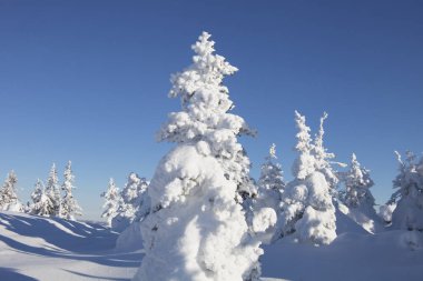 Kış orman. Ladin kar kaplı. 