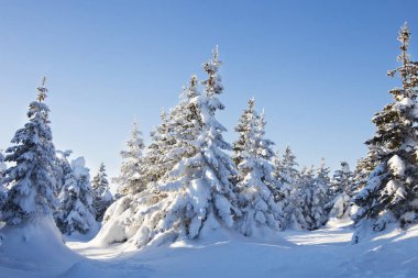 Kış orman. Ladin kar kaplı. 